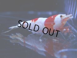 画像1: 108　C【4＋1】モーニング一斉！GWSPイベント直売個体！HY shrimp ハイグレードレッドビー！