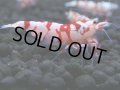133　A【4＋1】モーニング一斉！朝から超特価！Fan Shrimp レッドファンシータイガー