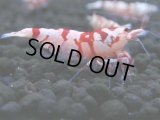 133　A【4＋1】モーニング一斉！朝から超特価！Fan Shrimp レッドファンシータイガー