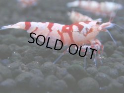 画像1: 133　A【4＋1】モーニング一斉！朝から超特価！Fan Shrimp レッドファンシータイガー
