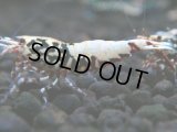143　P【4＋1】モーニング一斉！朝から超特価！HY shrimp BLACK&RED GALAXY