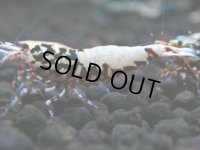 143　P【4＋1】モーニング一斉！朝から超特価！HY shrimp BLACK&RED GALAXY