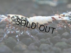 画像1: 143　P【4＋1】モーニング一斉！朝から超特価！HY shrimp BLACK&RED GALAXY