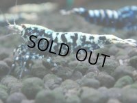 114　K【4＋1】モーニング一斉！朝から超特価！Fan Shrimp ブラックギャラクシー