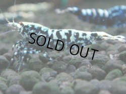 画像1: 114　K【4＋1】モーニング一斉！朝から超特価！Fan Shrimp ブラックギャラクシー