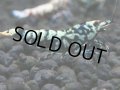 147　P【4＋1】モーニング一斉！朝から超特価！HY shrimp BLACK&RED GALAXY