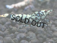 147　P【4＋1】モーニング一斉！朝から超特価！HY shrimp BLACK&RED GALAXY
