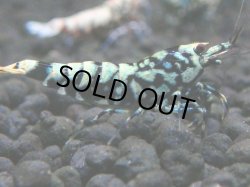 画像1: 147　P【4＋1】モーニング一斉！朝から超特価！HY shrimp BLACK&RED GALAXY