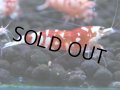 129　A【4＋1】モーニング一斉！朝から超特価！Fan Shrimp レッドファンシータイガー