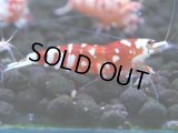 129　A【4＋1】モーニング一斉！朝から超特価！Fan Shrimp レッドファンシータイガー