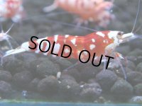 129　A【4＋1】モーニング一斉！朝から超特価！Fan Shrimp レッドファンシータイガー