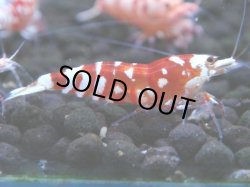 画像1: 129　A【4＋1】モーニング一斉！朝から超特価！Fan Shrimp レッドファンシータイガー