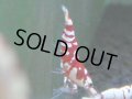 138　A【4＋1】モーニング一斉！朝から超特価！Fan Shrimp レッドファンシータイガー