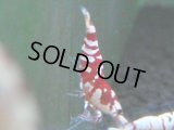 138　A【4＋1】モーニング一斉！朝から超特価！Fan Shrimp レッドファンシータイガー