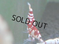 138　A【4＋1】モーニング一斉！朝から超特価！Fan Shrimp レッドファンシータイガー