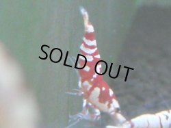 画像1: 138　A【4＋1】モーニング一斉！朝から超特価！Fan Shrimp レッドファンシータイガー