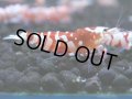 122　A【4＋1】モーニング一斉！朝から超特価！Fan Shrimp レッドファンシータイガー
