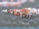 122　A【4＋1】モーニング一斉！朝から超特価！Fan Shrimp レッドファンシータイガー