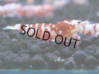 122　A【4＋1】モーニング一斉！朝から超特価！Fan Shrimp レッドファンシータイガー