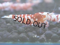 画像1: 122　A【4＋1】モーニング一斉！朝から超特価！Fan Shrimp レッドファンシータイガー