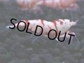 125　A【4＋1】モーニング一斉！朝から超特価！Fan Shrimp レッドファンシータイガー