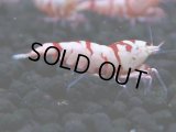125　A【4＋1】モーニング一斉！朝から超特価！Fan Shrimp レッドファンシータイガー