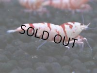 125　A【4＋1】モーニング一斉！朝から超特価！Fan Shrimp レッドファンシータイガー