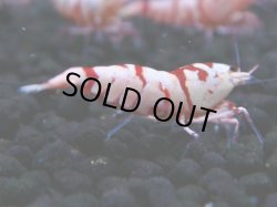 画像1: 125　A【4＋1】モーニング一斉！朝から超特価！Fan Shrimp レッドファンシータイガー