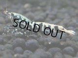 148　P【4＋1】モーニング一斉！朝から超特価！HY shrimp BLACK&RED GALAXY