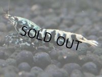 148　P【4＋1】モーニング一斉！朝から超特価！HY shrimp BLACK&RED GALAXY