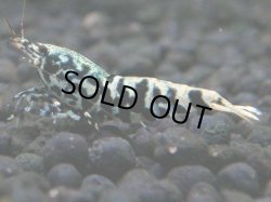 画像1: 148　P【4＋1】モーニング一斉！朝から超特価！HY shrimp BLACK&RED GALAXY