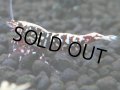146　P【4＋1】モーニング一斉！朝から超特価！HY shrimp BLACK&RED GALAXY