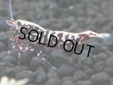 146　P【4＋1】モーニング一斉！朝から超特価！HY shrimp BLACK&RED GALAXY