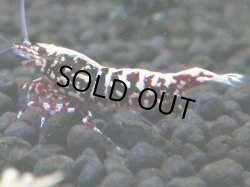 画像1: 146　P【4＋1】モーニング一斉！朝から超特価！HY shrimp BLACK&RED GALAXY