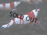224　H【4＋1】ZOZO BEEのレッドビー！
