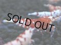 130　A【4＋1】モーニング一斉！朝から超特価！Fan Shrimp レッドファンシータイガー