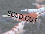 130　A【4＋1】モーニング一斉！朝から超特価！Fan Shrimp レッドファンシータイガー