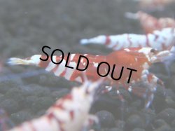 画像1: 130　A【4＋1】モーニング一斉！朝から超特価！Fan Shrimp レッドファンシータイガー