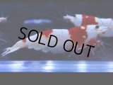 103　C【4＋1】モーニング一斉！GWSPイベント直売個体！HY shrimp ハイグレードレッドビー！