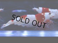 103　C【4＋1】モーニング一斉！GWSPイベント直売個体！HY shrimp ハイグレードレッドビー！