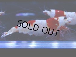 画像1: 103　C【4＋1】モーニング一斉！GWSPイベント直売個体！HY shrimp ハイグレードレッドビー！