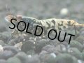 120　K【4＋1】モーニング一斉！朝から超特価！Fan Shrimp ブラックギャラクシー