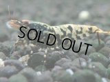 120　K【4＋1】モーニング一斉！朝から超特価！Fan Shrimp ブラックギャラクシー