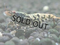 120　K【4＋1】モーニング一斉！朝から超特価！Fan Shrimp ブラックギャラクシー