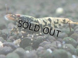画像1: 120　K【4＋1】モーニング一斉！朝から超特価！Fan Shrimp ブラックギャラクシー