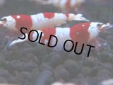 223　H【4＋1】ZOZO BEEのレッドビー！