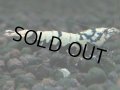 116　K【4＋1】モーニング一斉！朝から超特価！Fan Shrimp ブラックギャラクシー