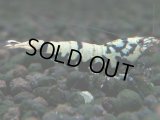 116　K【4＋1】モーニング一斉！朝から超特価！Fan Shrimp ブラックギャラクシー