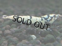116　K【4＋1】モーニング一斉！朝から超特価！Fan Shrimp ブラックギャラクシー