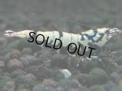 画像1: 116　K【4＋1】モーニング一斉！朝から超特価！Fan Shrimp ブラックギャラクシー